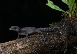 Graceful Madagascar ground gecko (paroedura gracilis)