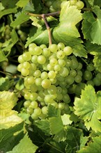 Himrod Grapes (Vitis labrusca 'Himrod')