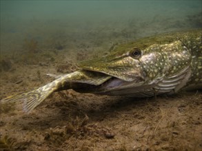Pike or Northern Pike (Esox lucius) feeding on another pike at the bottom of a lake