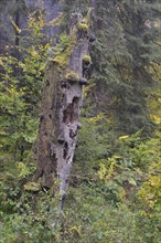 Dead tree in autumn in Kirnischtal valley