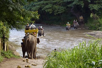 Elephant trekking with Asian or Asiatic Elephants (Elephas maximus) at Mae Tang River