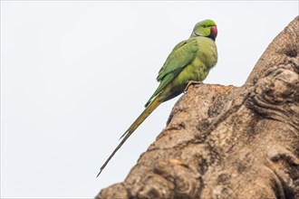 Indian Ringnecked Parakeet (Psittacula krameri manillensis)