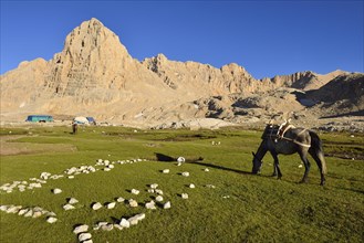 Pack horse grazing near a nomad camp