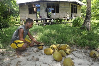 Papuan man cutting coconuts open with a machete