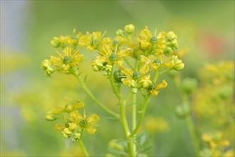 Common Rue or Herb-of-grace (Ruta graveolens)