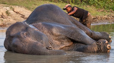 A man bathing an Asian Elephant (Elephas maximus)