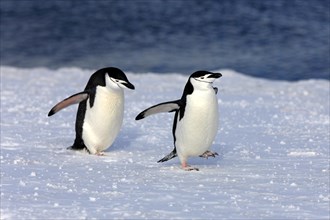 Chinstrap penguins (Pygoscelis antarctica) pair