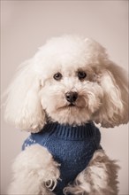 Toy poodle wearing a sweater