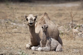 Dromedary or Arabian Camel (Camelus dromedarius) with a calf