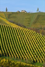 Typical landscape with vineyards in the Southern Styrian hill country