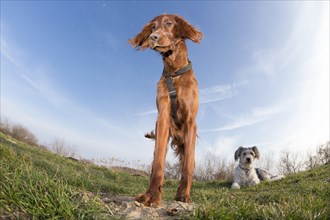 Irish Setter bitch and mixed breed male dog on a meadow