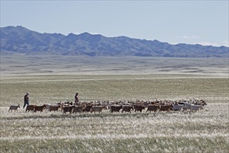Nomads driving Cashmere Goats (Capra hircus laniger) across the steppe