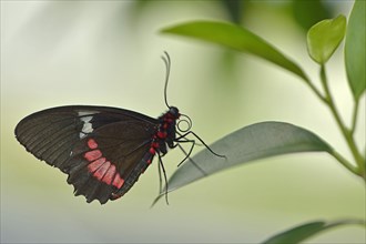 Cattleheart butterfly (Parides arcas syn Parides eurimedes)