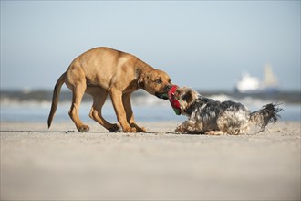 A Yorkshire Terrier and a mixed breed puppy playing on the beach
