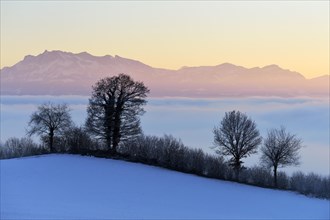 Mt Pilatus above a layer of fog with hedges and trees at the front