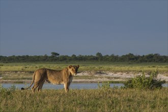 Lion (Panthera leo) at waterhole
