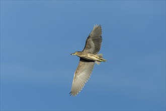 Black-crowned Night Heron (Nycticorax nycticorax) in flight