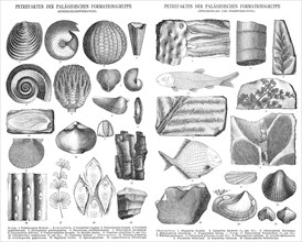 Various fossils