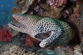 Two Laced Morays (Gymnothorax favagineus) at a coral reef
