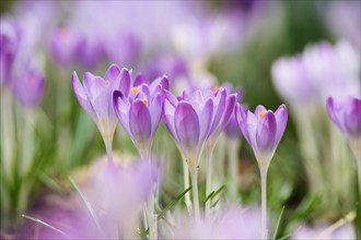 Crocuses (Crocus sp.)