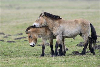 Przewalski's Horses (Equus ferus przewalskii)