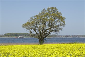 Field of rape in front of the paddle steamer 'Schlei Princess'