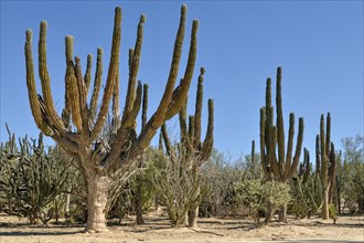 Cardon cacti (Pachycereus pringlei) cactus desert at La Ventana
