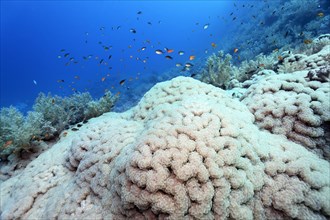 Big grape coral (Plerogyra sinuosa) on steep drop