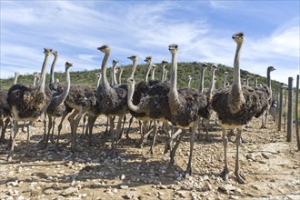 Ostriches (Struthio camelus) on a commercial ostrich farm