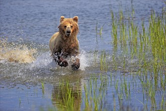 Grizzly Bear (Ursus arctos horribilis) adult