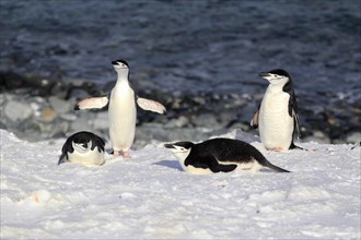 Chinstrap penguins (Pygoscelis antarctica)