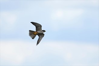 Hobby (Falco subbuteo) hunting