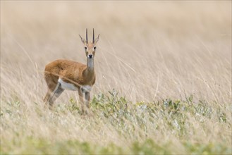 Oribi (Ourebia ourebi)