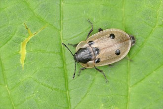 Four-spotted Carrion Beetle (Xylodrepa quadripunctata)