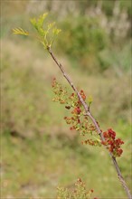 Terebinth or Turpentine Tree (Pistacia terebinthus)