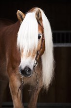 Tyrolean Haflinger with a western bridle