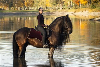 Horsewoman riding a black Friesian horse with a long crest