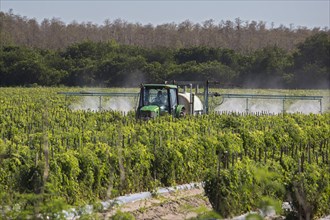 Tractor sprays pesticides on tomato plants