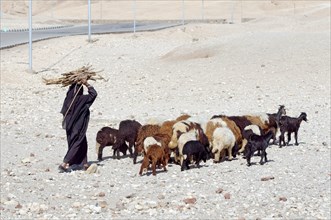 Bedouin woman with herd of goats