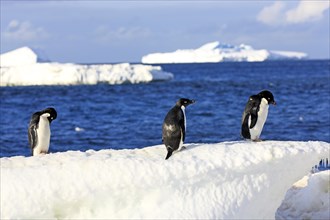 Three Adelie Penguins (Pygoscelis adeliae)