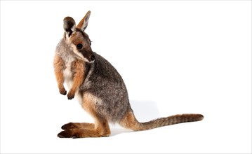 Yellow-Footed Rock-Wallaby (Petrogale xanthopus)