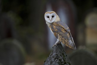 Barn Owl (Tyto alba) on a grave stone
