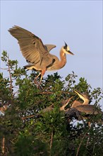 Great Blue Heron (Ardea herodias) adult and begging young in the nest