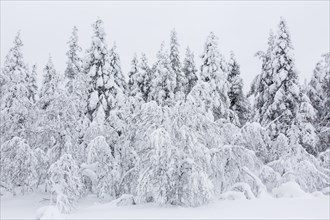 Snow-covered trees