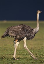 Ostrich (Struthio camelus) against a dark stormy sky