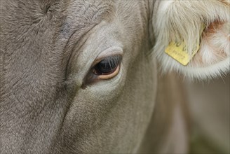 Eye of an Allgau Cow