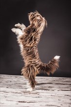 Brown mixed-breed dog standing on its hind legs