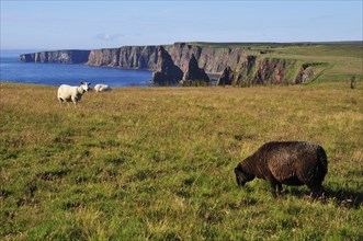 Sheep grazing near the pinnacles of Duncansby Stacks