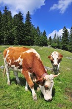 Cows grazing on an alpine meadow below Mt Brecherspitze