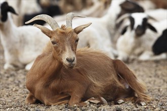 Brown Cashmere Goat (Capra hircus laniger) Gurvansaikhan Gobi National Park